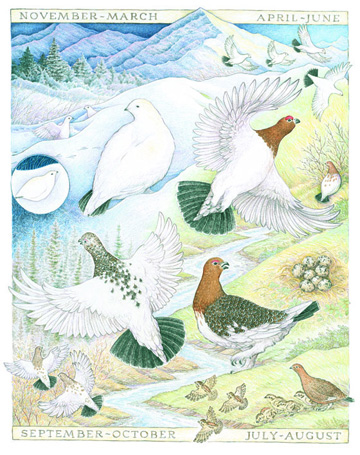Ptarmigan Illustration