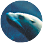 ASC display icon
